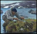 Image of Harold Whitehouse Trying to Catch Ptarmigan on Nest